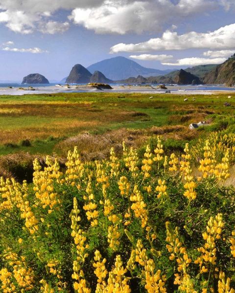 OR, Ophir Yellow lupine and ocean beach